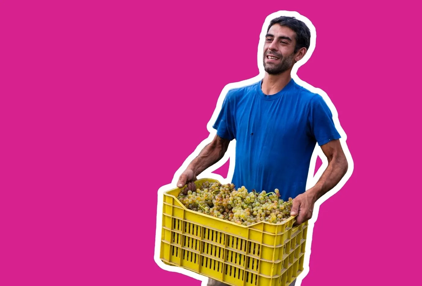Les vendanges : de la vigne au chai