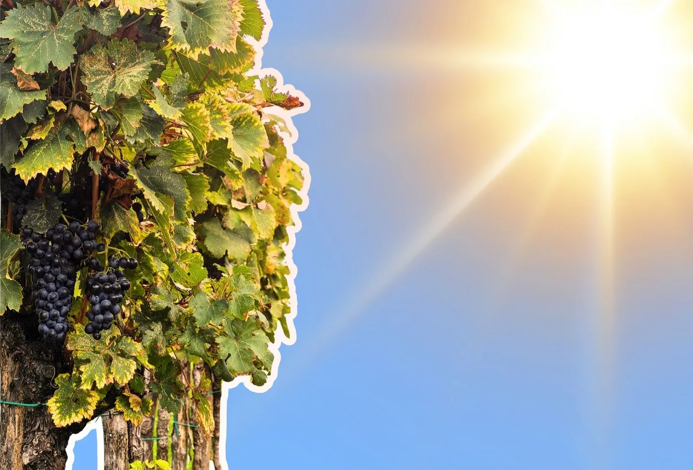 Comment la vigne survit-elle aux fortes chaleurs et à la sécheresse ?