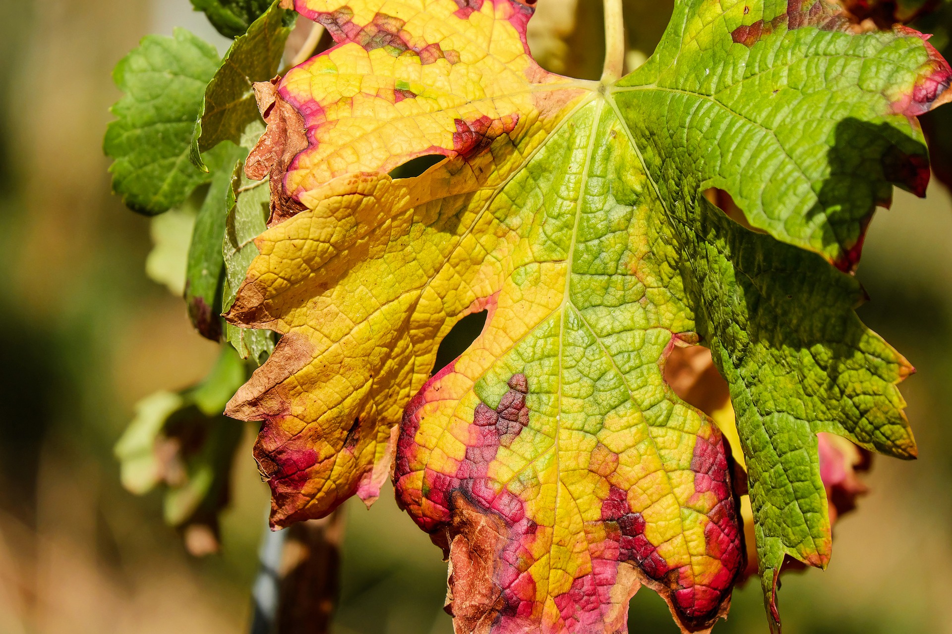 Vigne touchée par la flavescence dorée