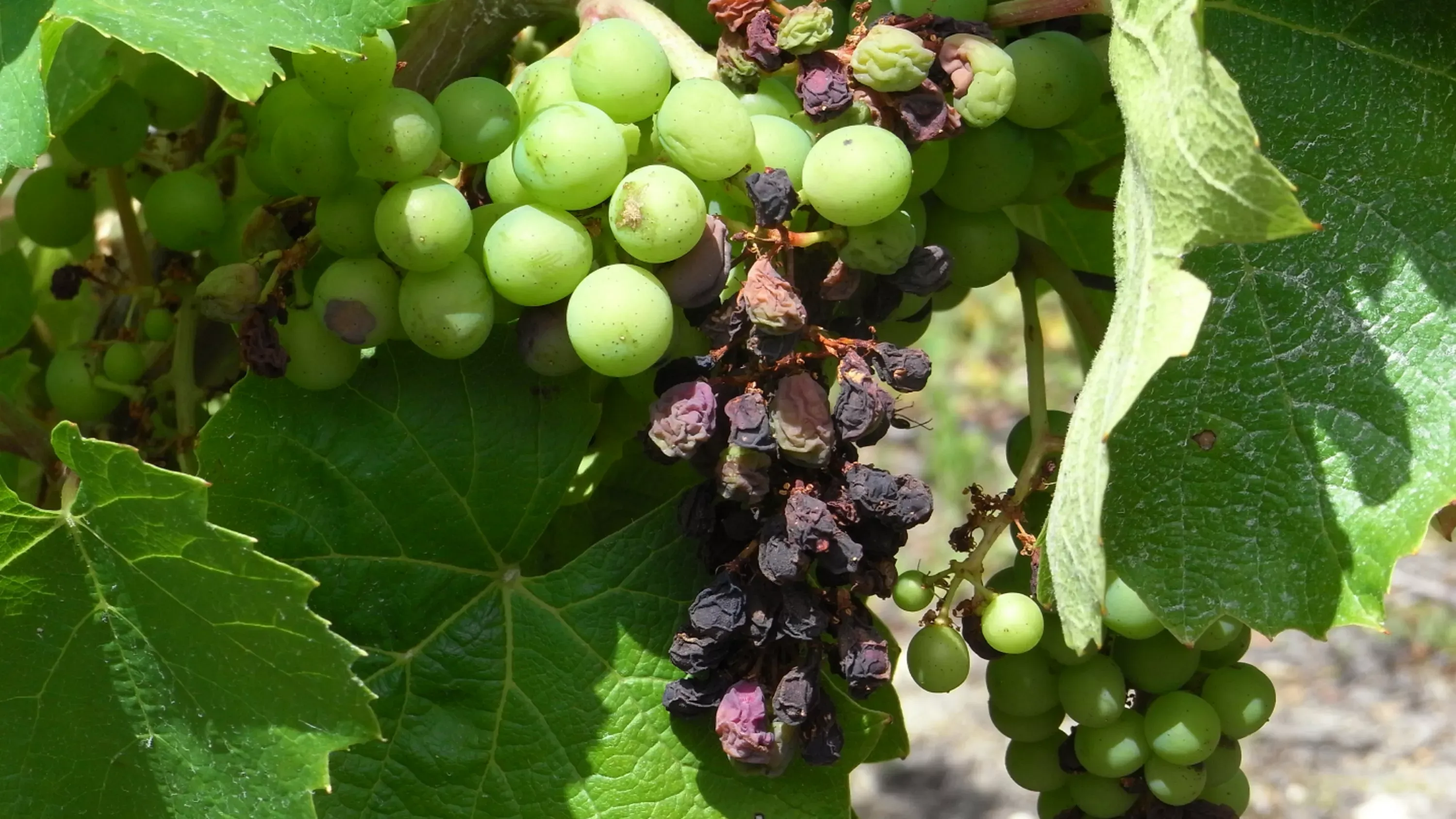 Raisins d'une vigne touchée par le black rot